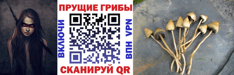 shop какой сайт  купить наркоту  Истра  Псилоцибиновые грибы GOLDEN TEACHER 